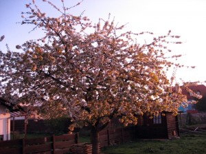 Kirschbaum bei Sonnenaufgang